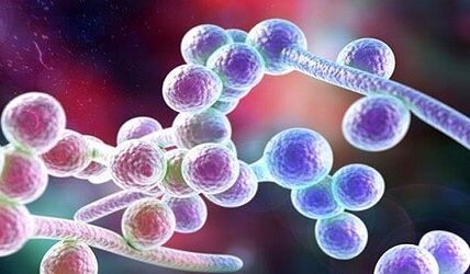 Candida mushroom
